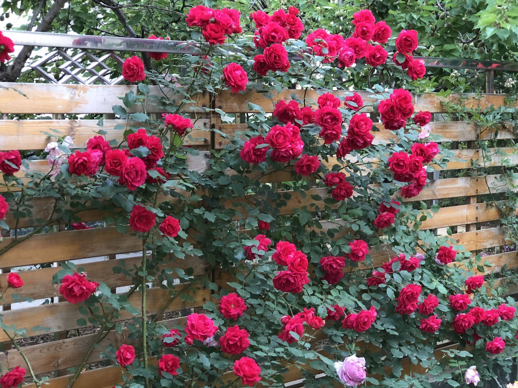 三宝花园鲁硕红月季花墙