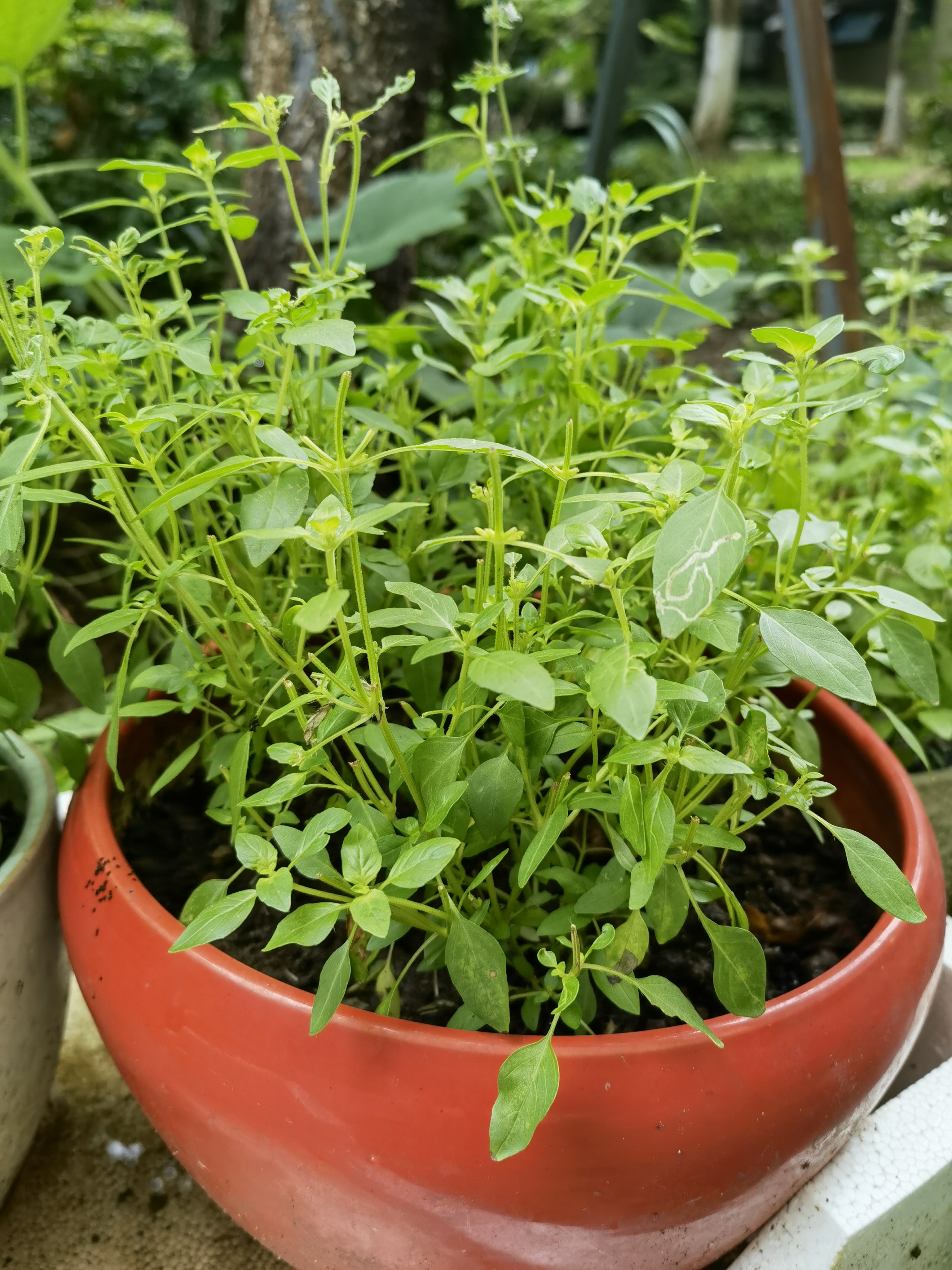 我特别喜欢吃"荆芥",您吃过吗?