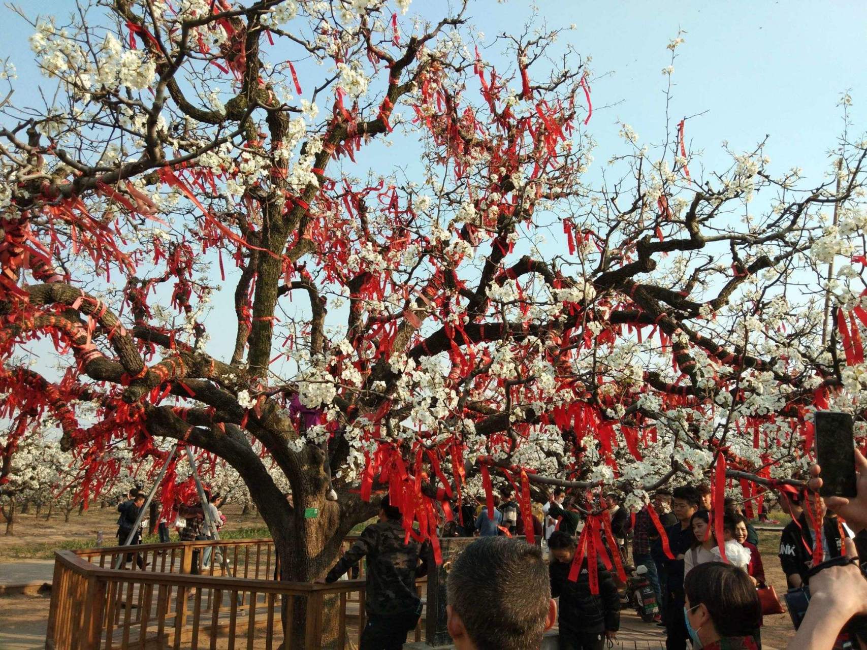 砀山县梨树王4a景区你五一不得不来的地方  介绍攻略  1基本介绍