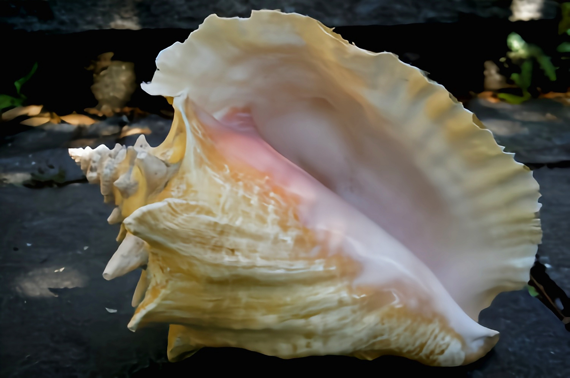 每天认识一种动物——女王凤凰螺 女王凤凰螺别名大凤螺,粉红风凰螺