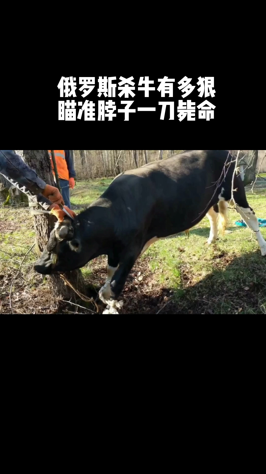 俄罗斯杀牛有多狠瞄准脖子一刀毙命.-度小视