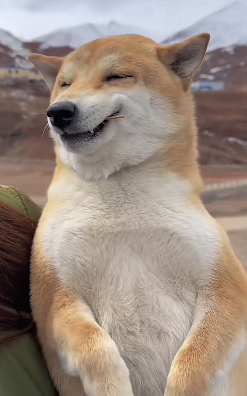 哈哈哈哈哈哈,九转大肠般的微笑#萌宠# #狗狗日常# #狗狗