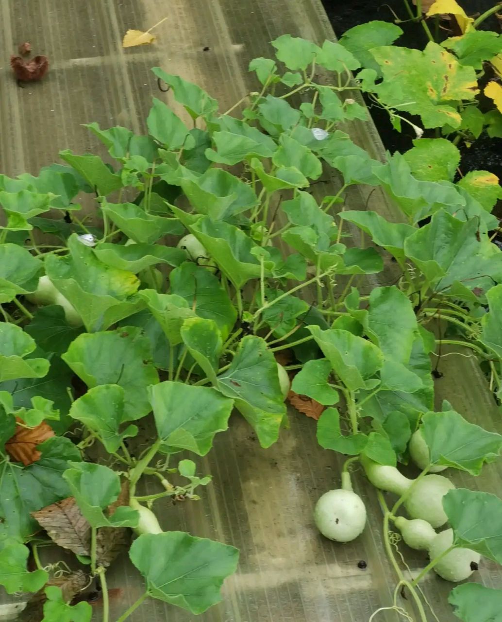 不知道什么时候, 一棵葫芦秧静悄悄的发芽了, 顺着葡萄藤, 它爬上了