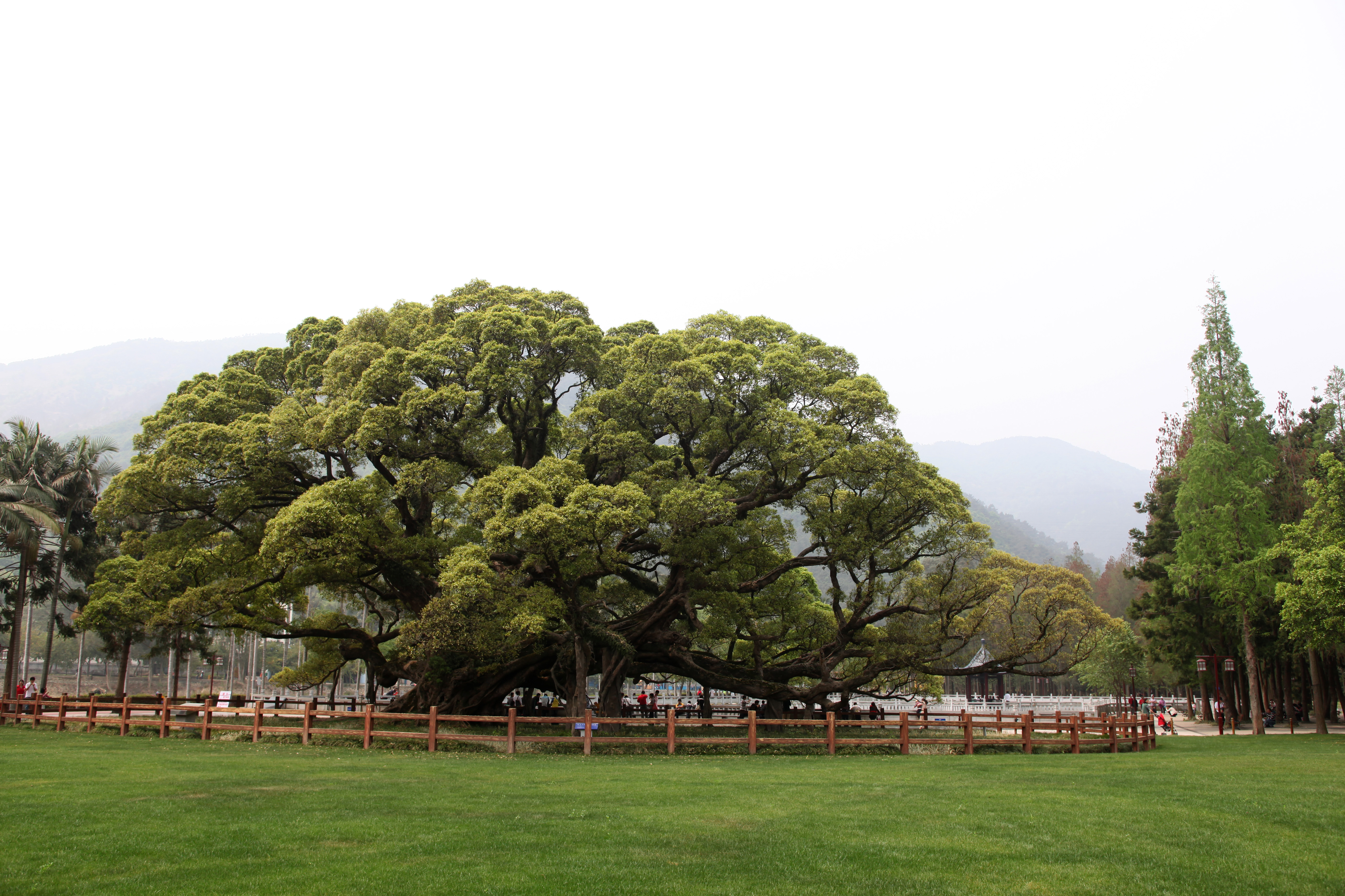 福州千年榕树王