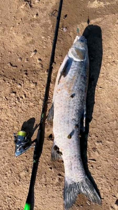 正口死鱼遇到这种情况咋办