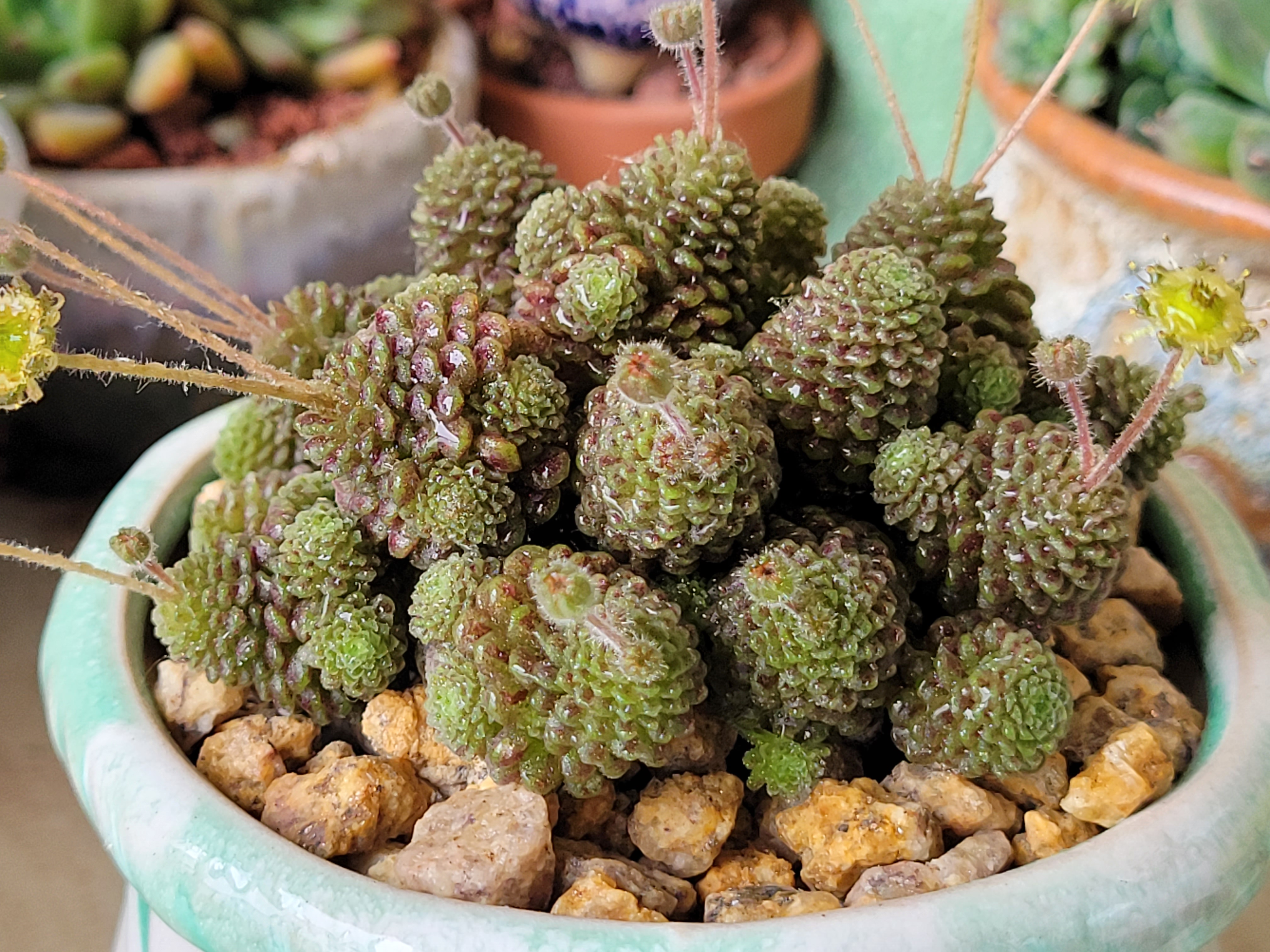 多肉魔男开花了!