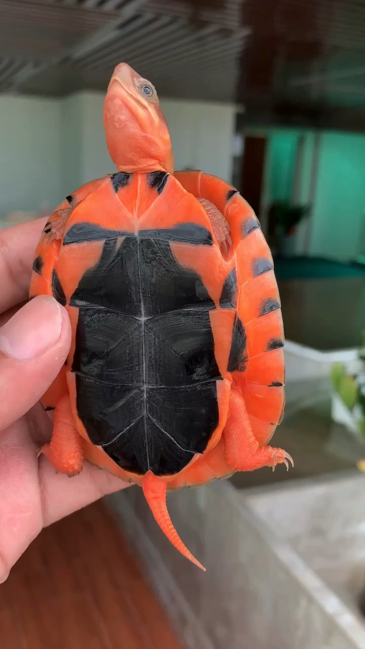 极品金钱龟大米公龟,背后三线超级特别,适合收藏!