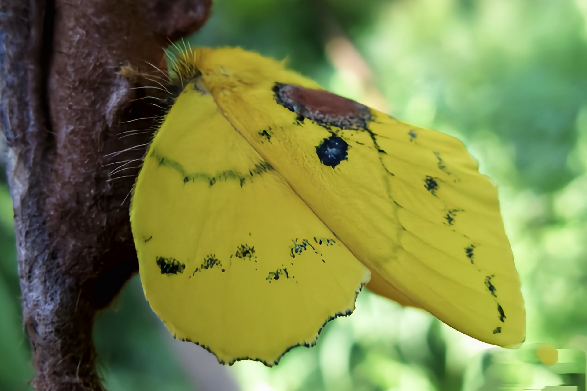 每天认识一种昆虫——栎黄枯叶蛾 栎黄枯叶蛾别名青黄枯叶蛾,黄绿