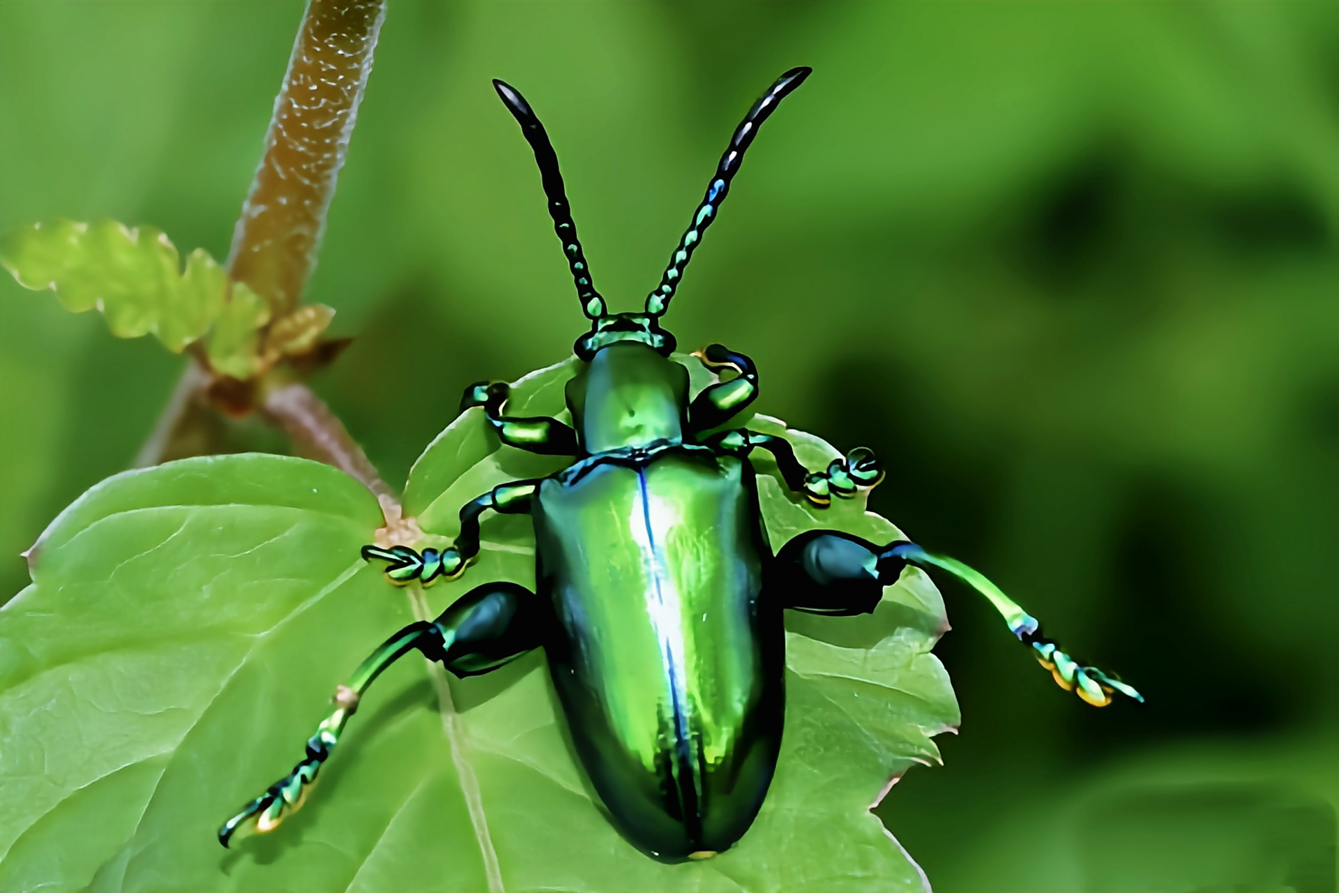 每天认识一种昆虫——紫茎甲 紫茎甲别名葛紫茎甲,曲茎叶甲,是鞘翅目