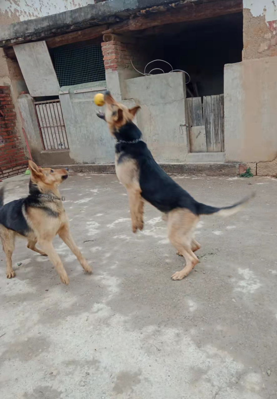 中国昆明犬黑背图片