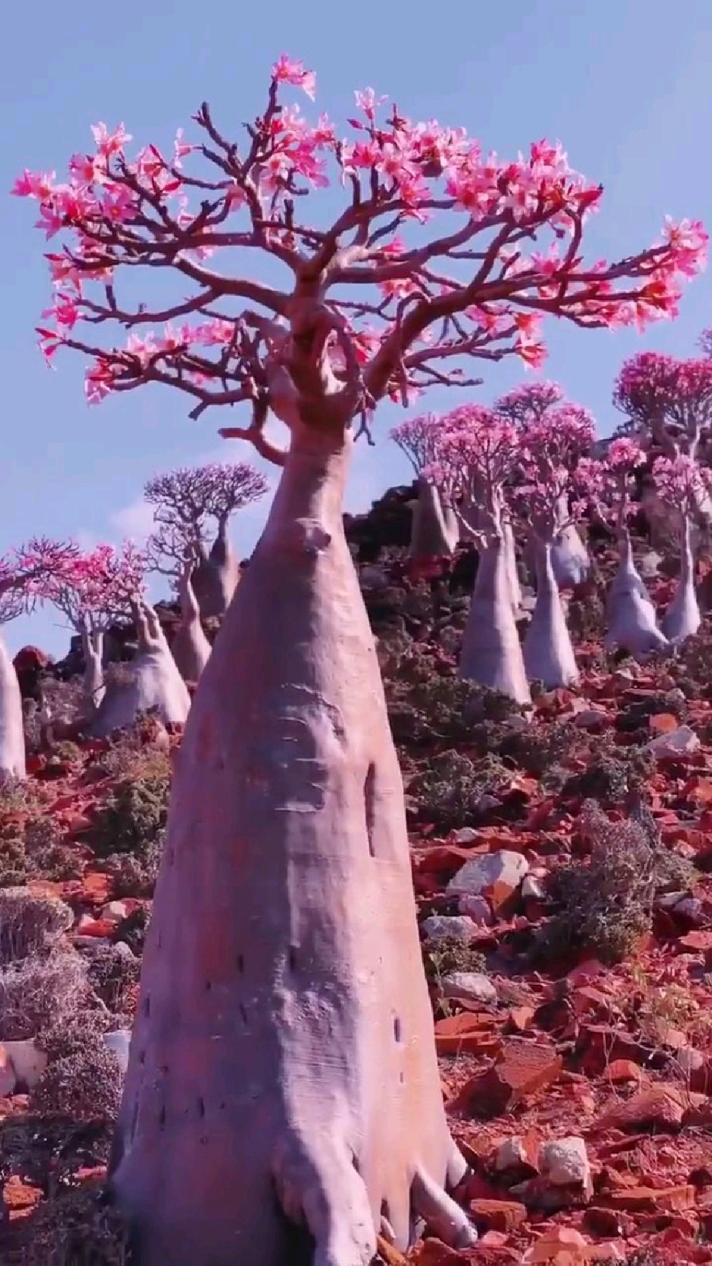 索科特拉岛沙漠玫瑰