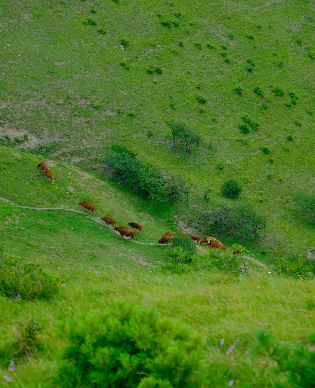 秦岭高山草甸的美丽风景吸引着无数的游客前来观赏