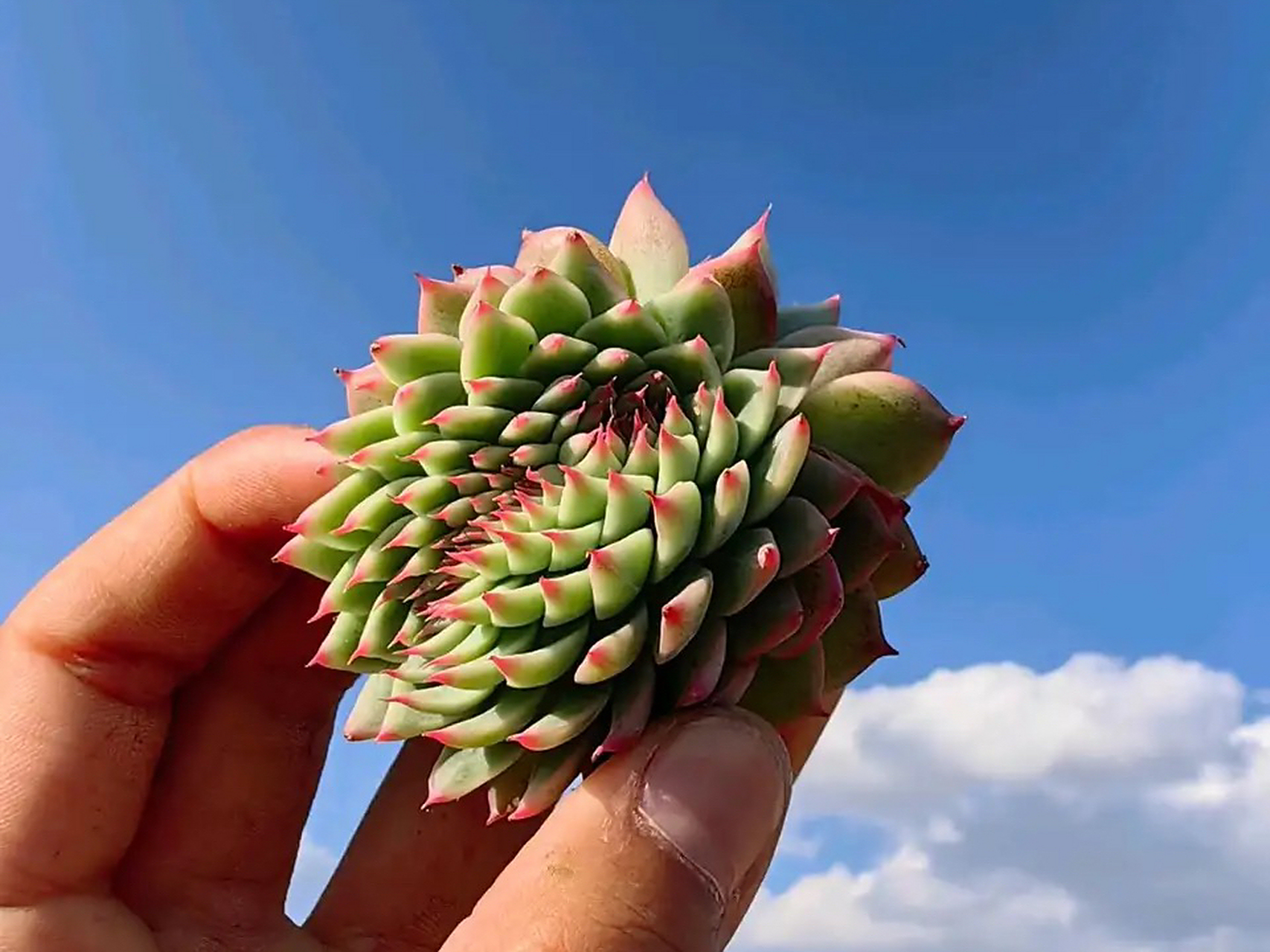 多肉吉娃娃的缀化,少见吧～#多肉植物