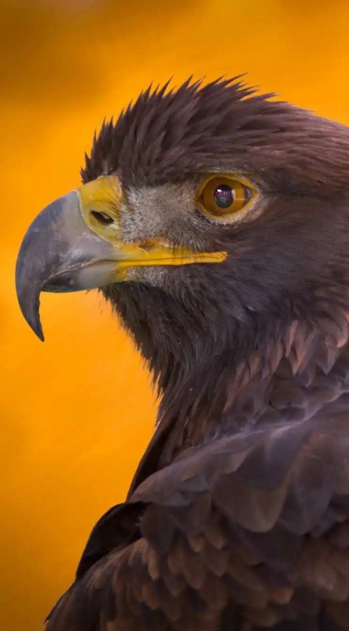 空中霸主鹰隼确实威武,自由的象征!