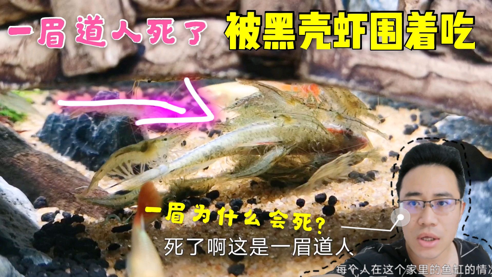 养鱼不能完全听别人!昨天刚加完硝化细菌,就死了两只一眉道人!