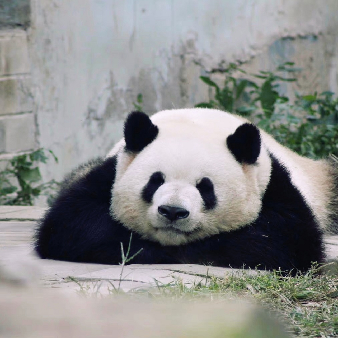 揣手手熊猫头表情包图片