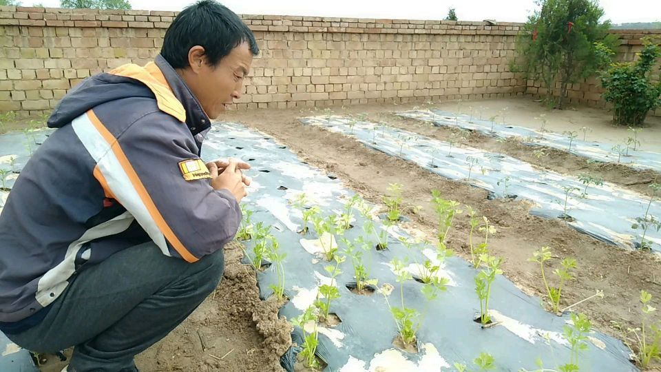 芹菜营养丰富,快来看看哪些人不能吃,早知道早受益