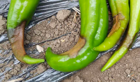 辣椒脐腐病发病原因及防治措施