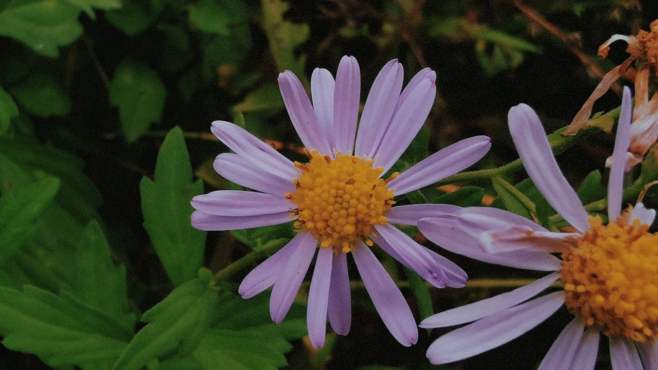 [图]秋冬田野边上的小雏菊