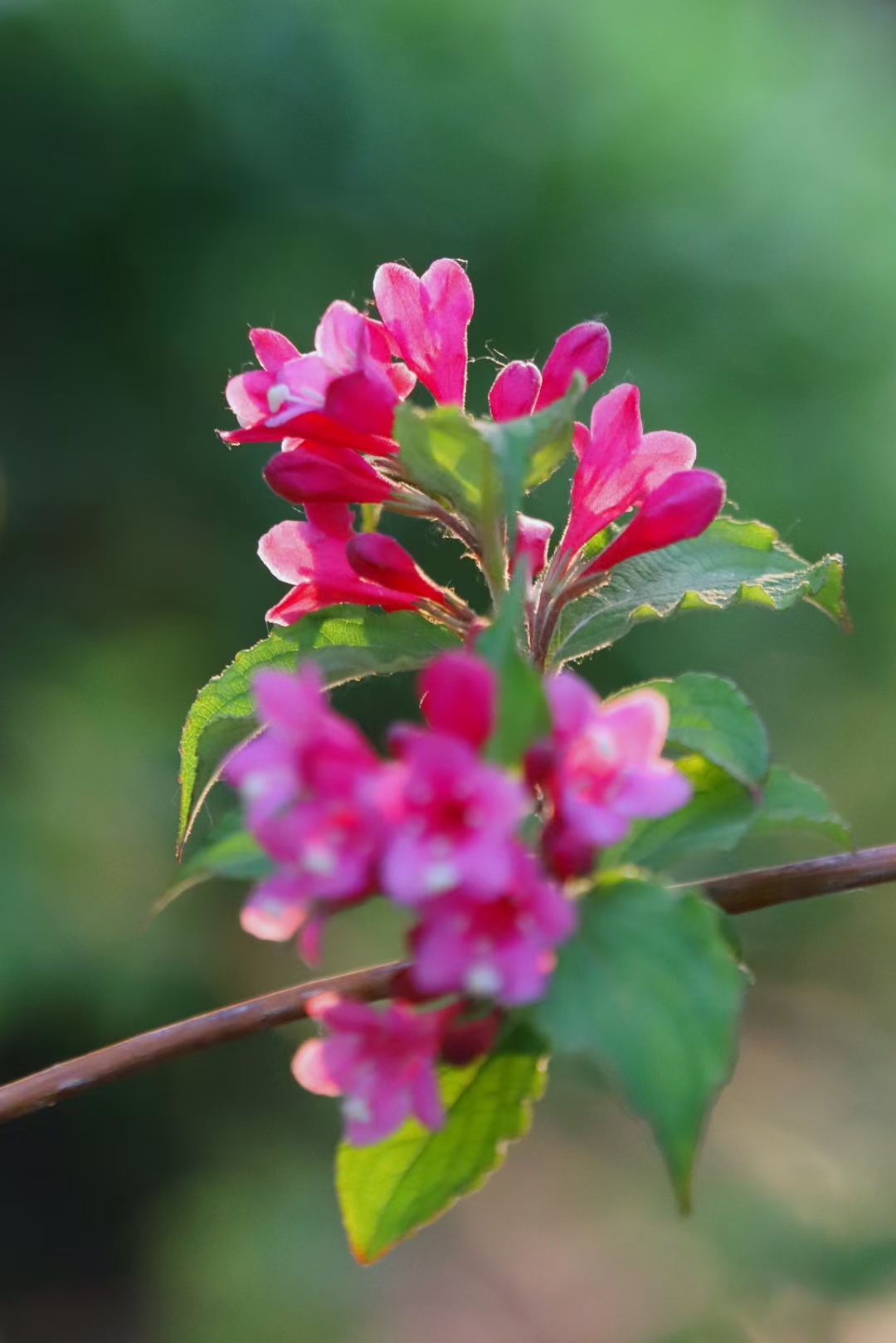 锦带花唯美图片