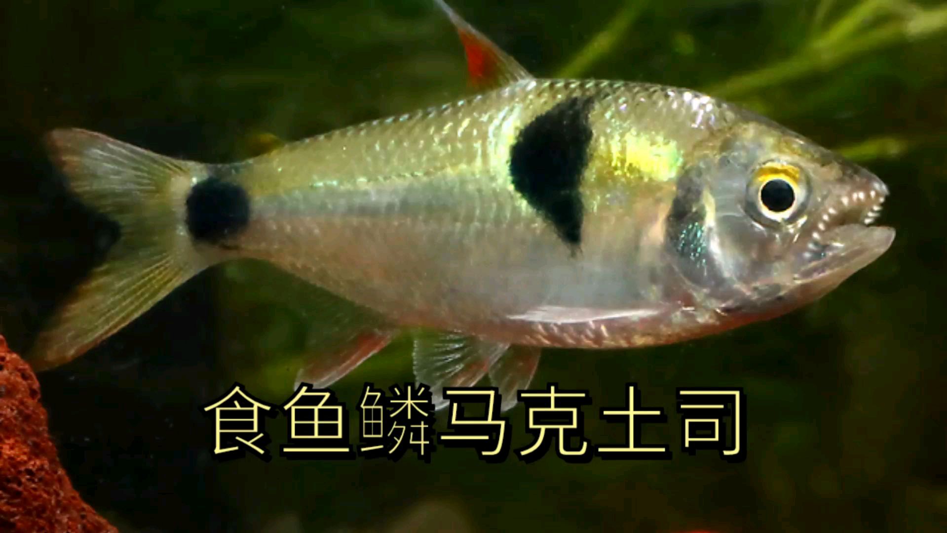 群体攻击号称闪电侠的鹿齿鱼