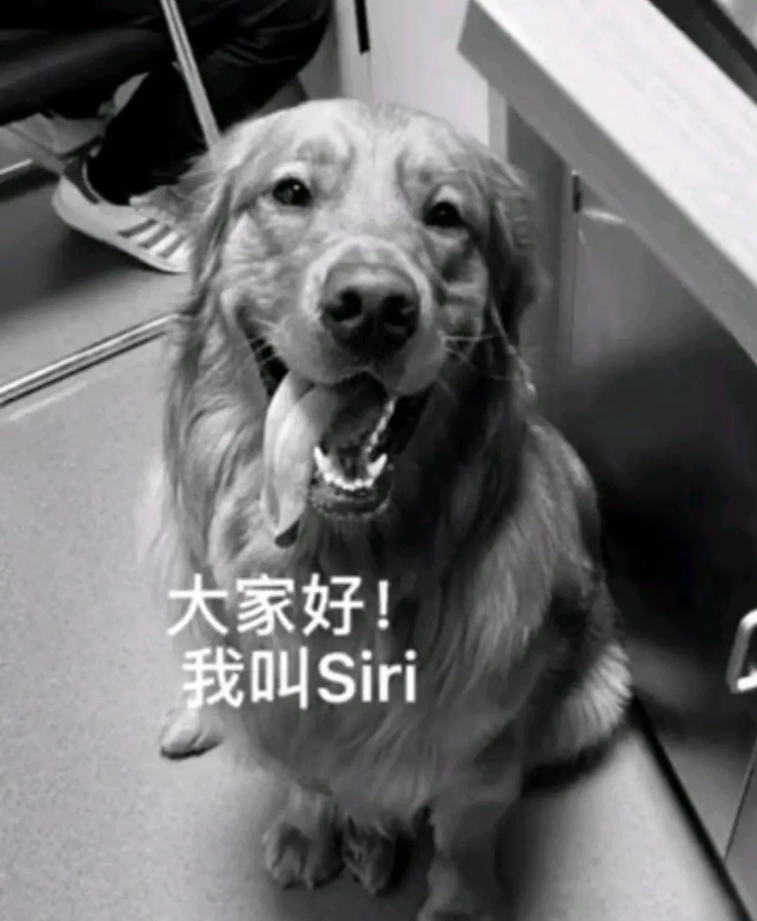 金毛狗siri图片图片