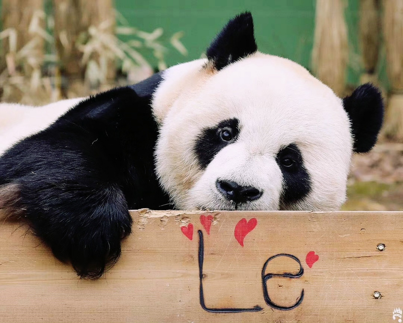 大熊猫# 大熊猫乐宝和福宝父女,对新长椅的使用感受如何?