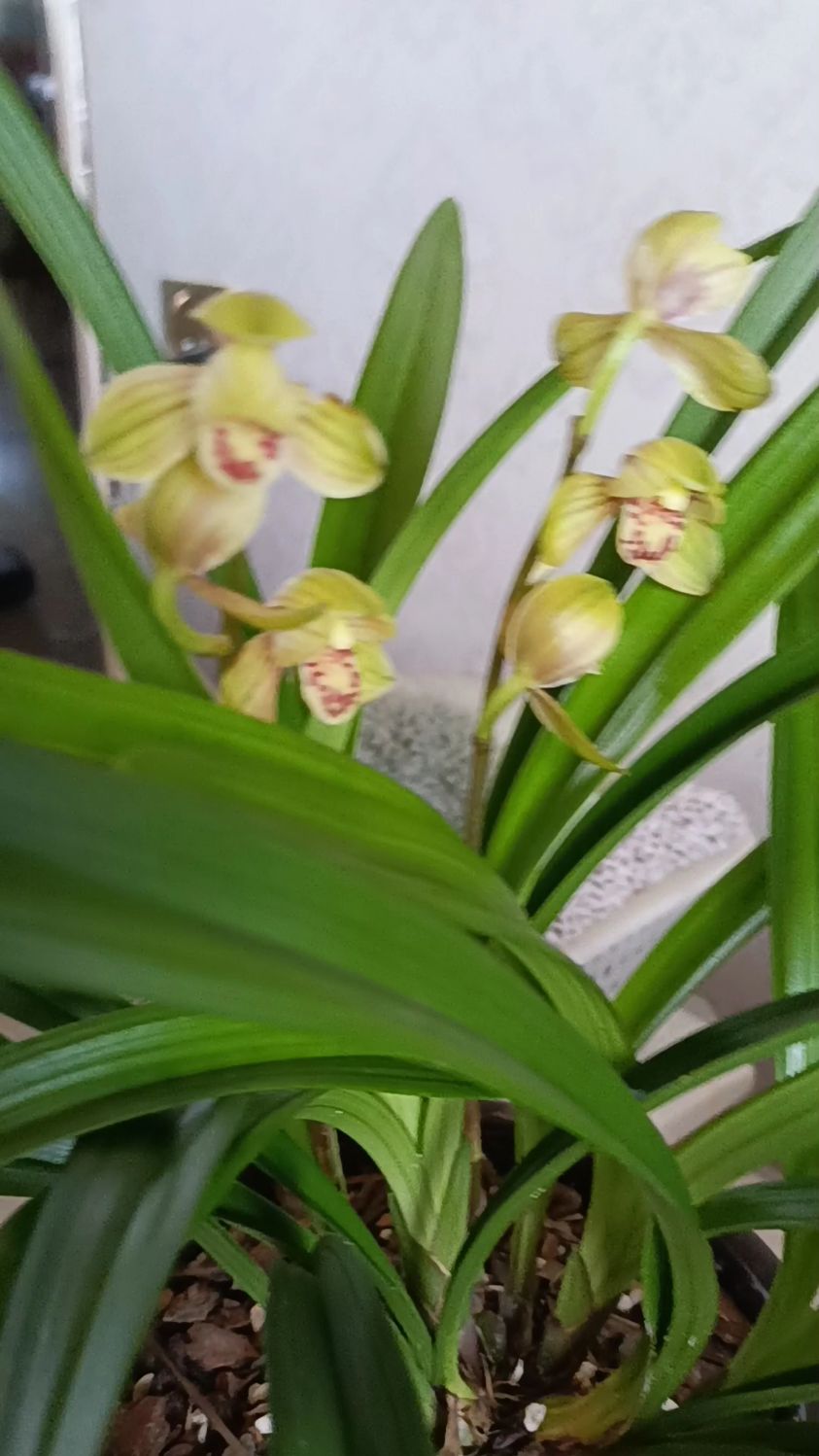 建兰八大铭品君荷开花了,正格荷瓣,花香四溢,清新淡雅,满屋飘香,您说