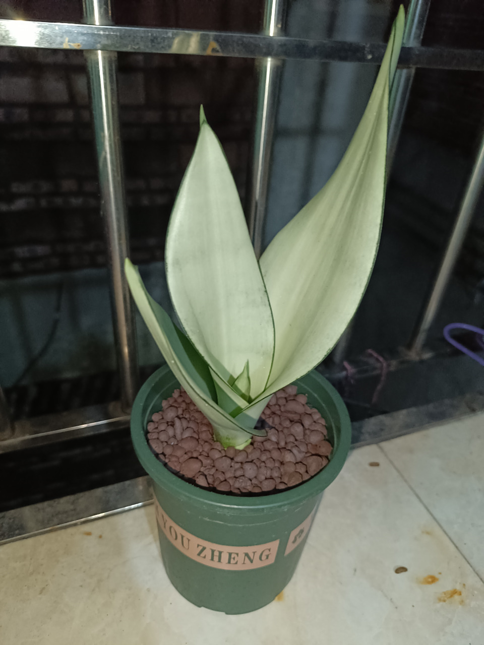 哩个白玉虎皮兰,无论系用泥土种,地系用水培都好好睇.[滑稽]#养花