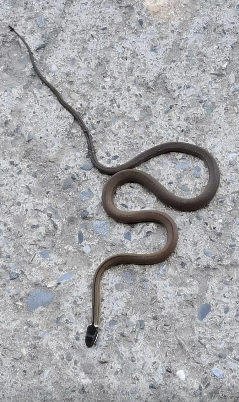 这是什么蛇,谁知道名字吗?#我和ai有话说