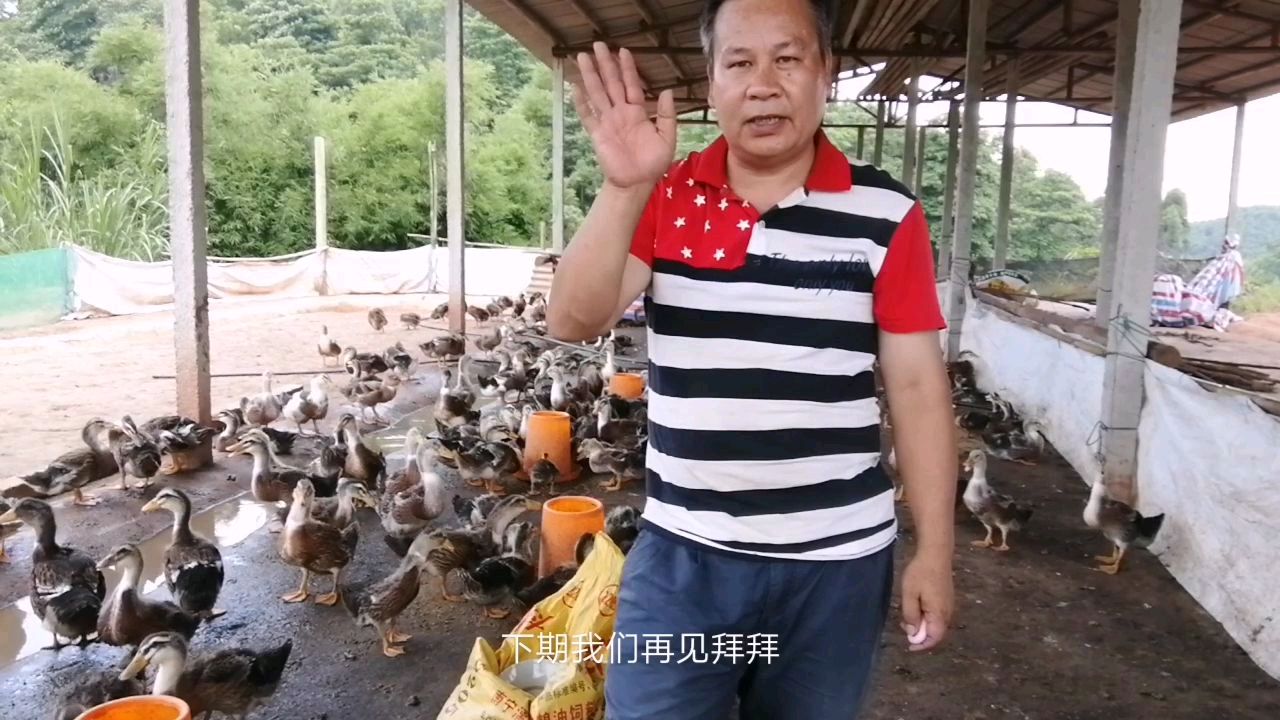 鸭子拉白色粪便,用这方法很管用,经济实惠简单