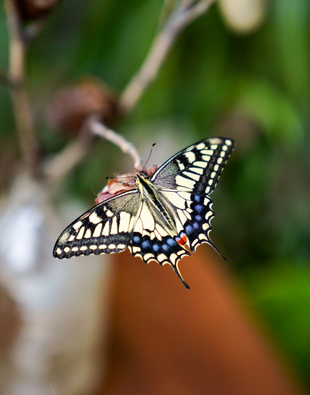 金斑喙凤蝶,金裳凤蝶都很好看.