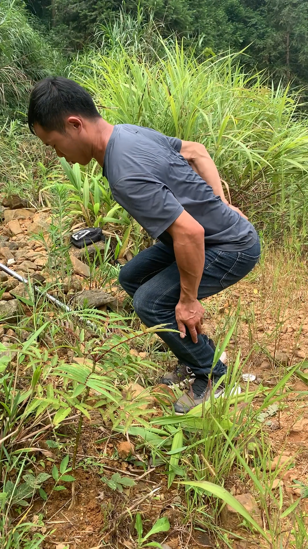 这不是叫鸟不站,它叫红骨刺葱-度小视