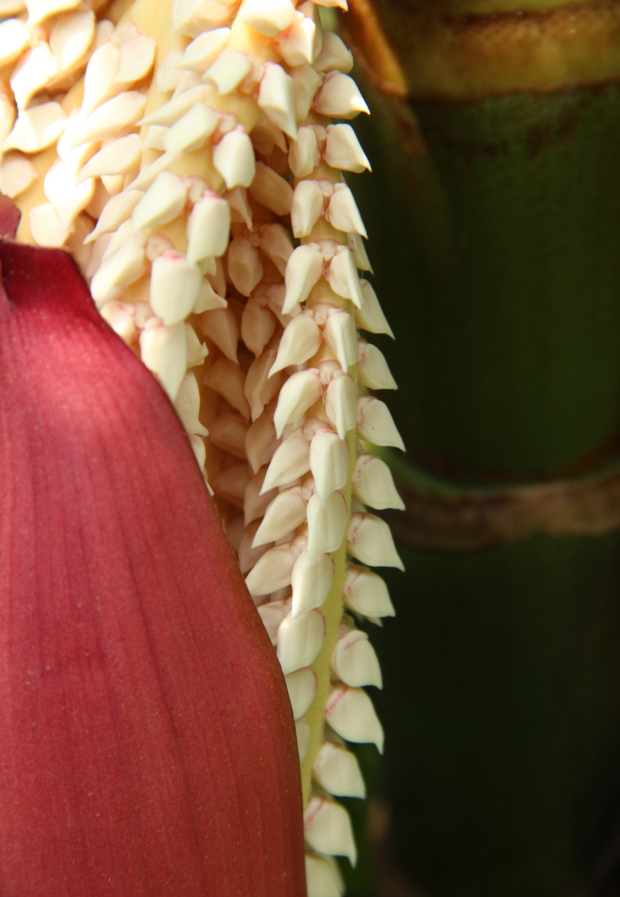 变色山槟榔pinanga baviensis,又名燕尾山槟榔,棕榈科山槟榔属.