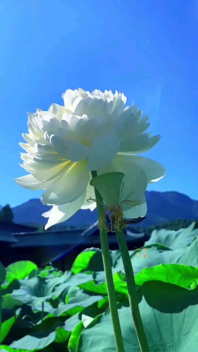 今生我在修佛缘#好的音乐总能触动人的心灵#演唱:降央卓玛