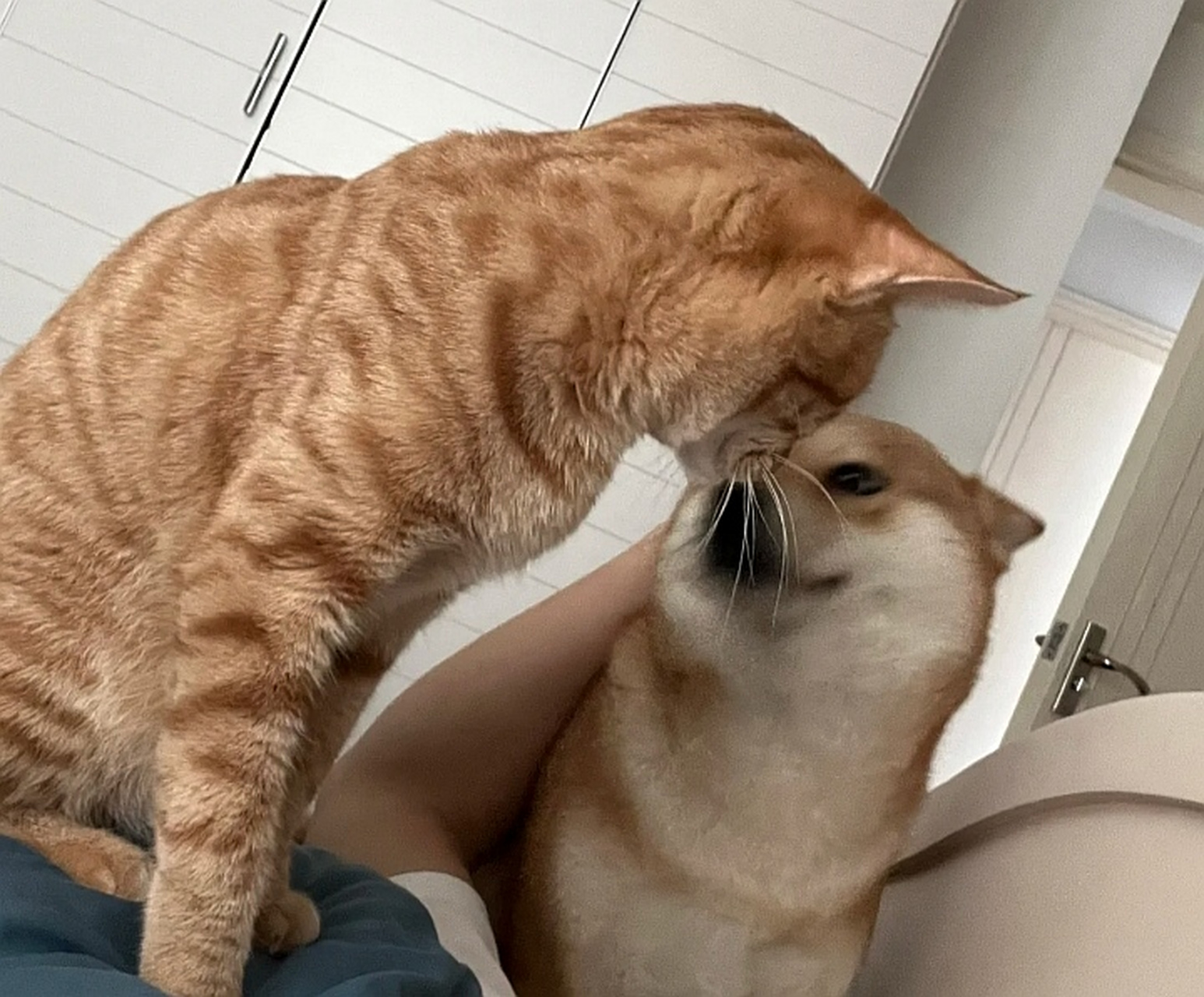 网友:养了一只橘猫和柴犬,我有什么要注意的地方吗?#动态创作月