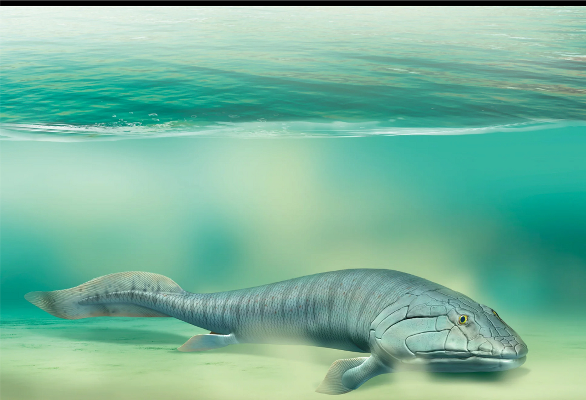 远古生物探秘——潘氏鱼 潘氏鱼是生活在泥盆纪的早