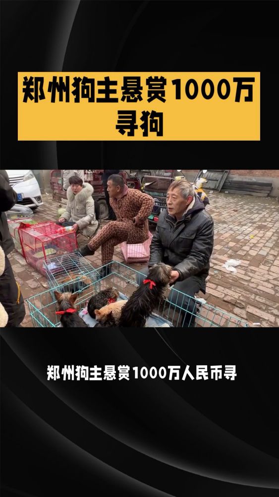 郑州狗主悬赏1000万人民币寻狗