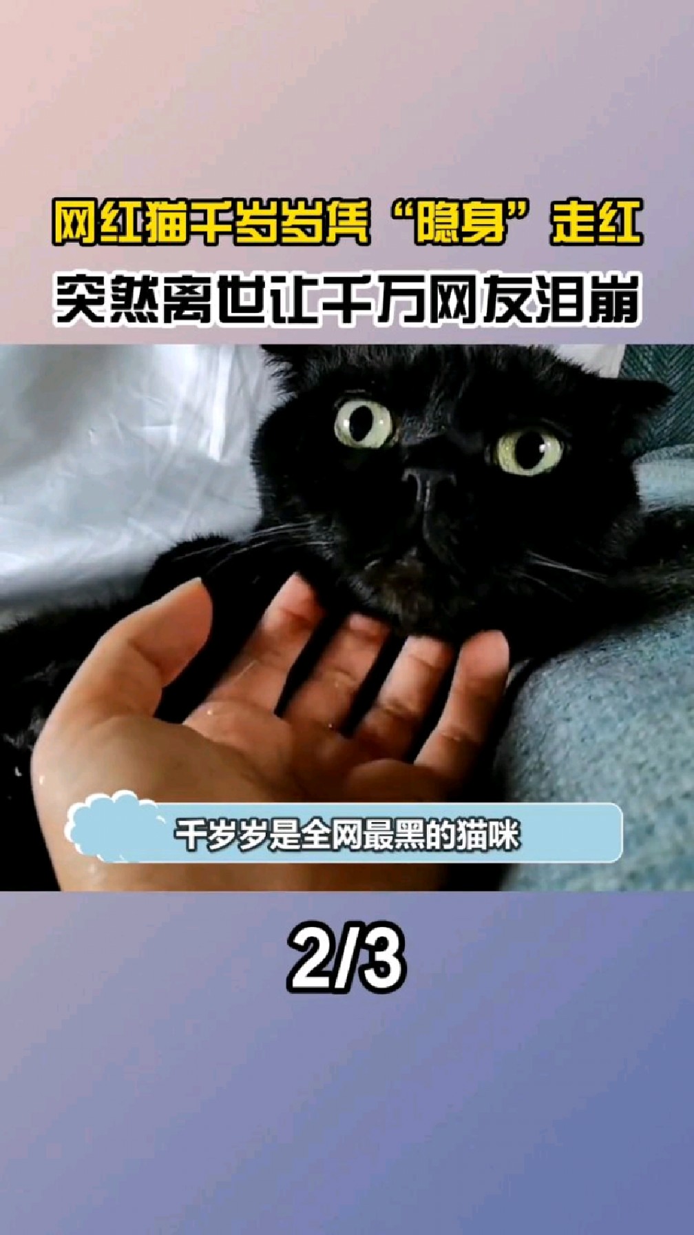 网红猫千岁岁:突然离世让1000多万粉丝泪崩,曾靠"隐身"火出圈