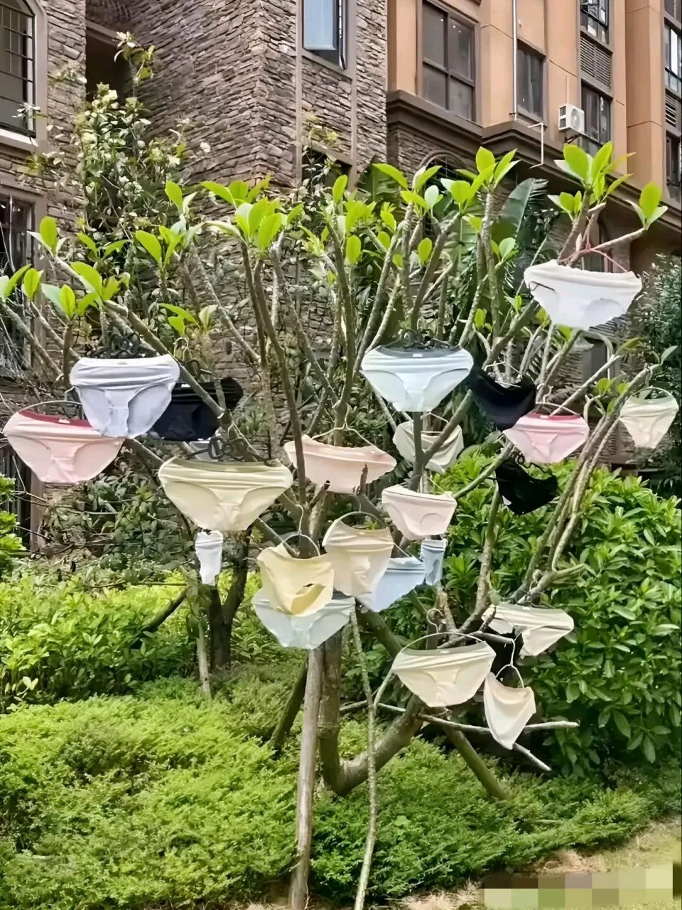 谁家好人这么晒内裤呀,也太多了[左捂脸][左捂脸]