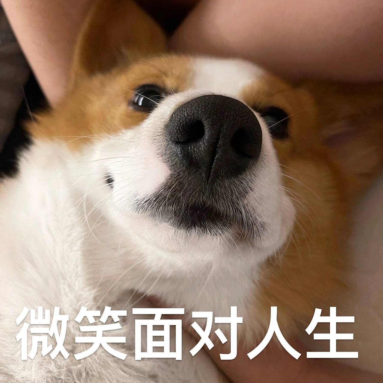 狗狗的搞笑表情包[笑哭]