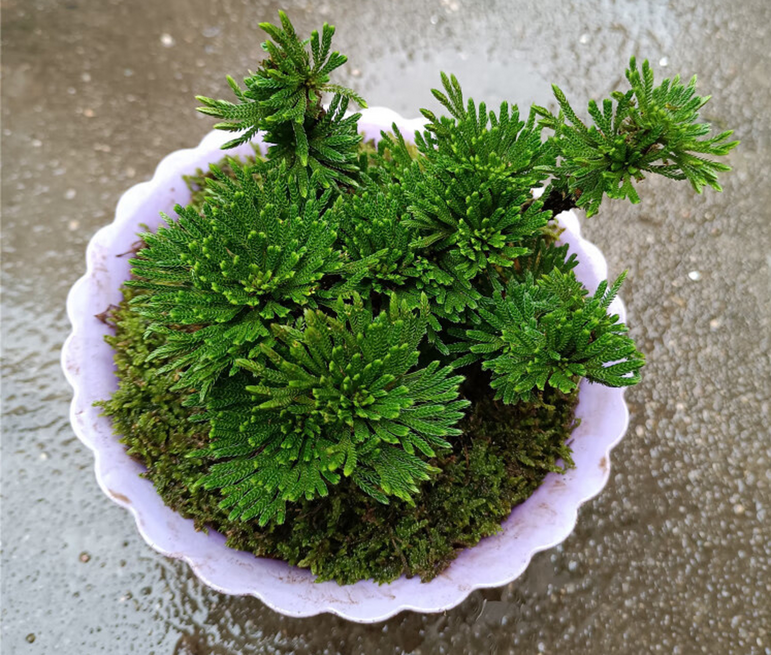 [原文:还魂草盆景的养殖方法]