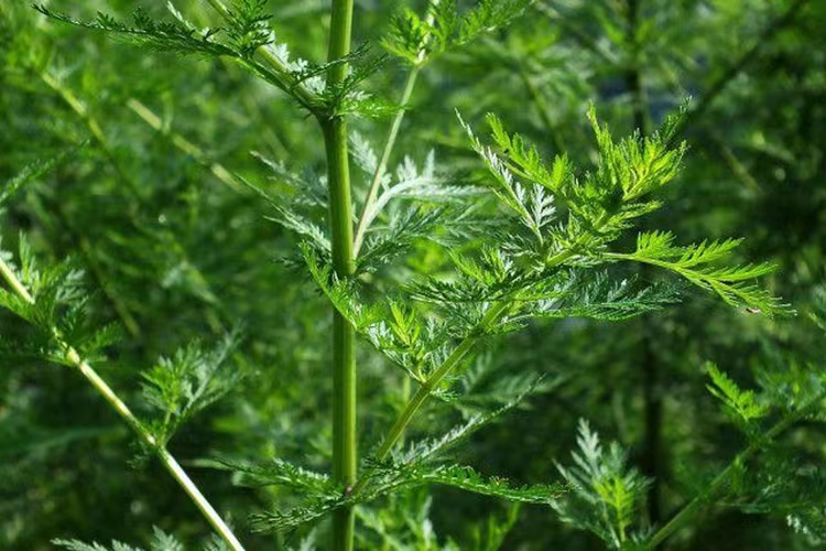 有一款注射液叫热毒宁