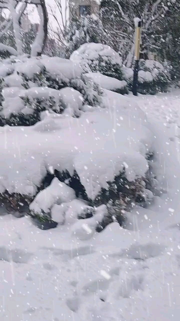 北风潇潇白雪飘飘图片