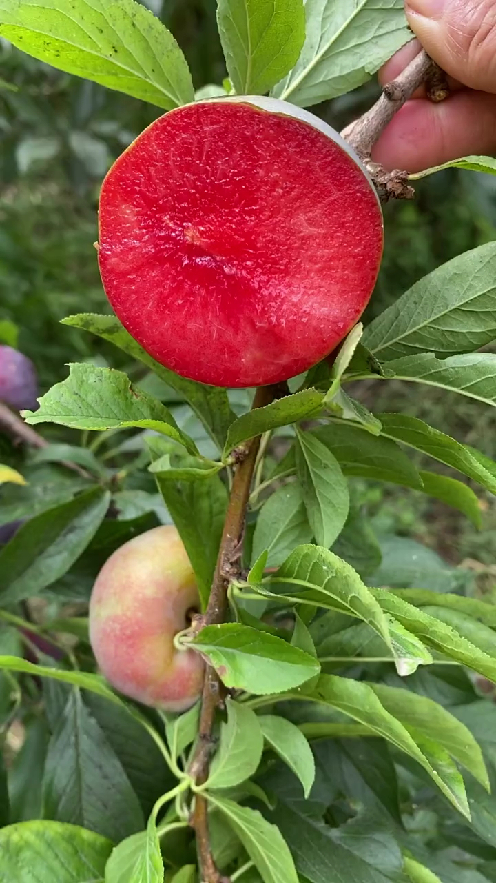 新疆味帝李子苗价格 哪里有味帝李子苗 味帝李子苗多少钱一棵 早熟杏