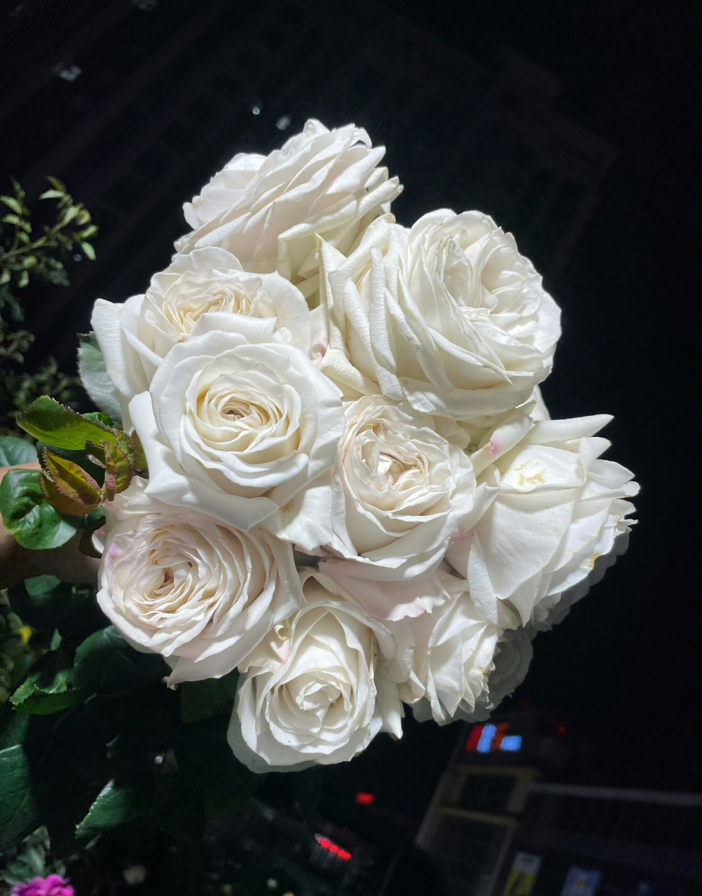 看到有人这样形容【银色衬裙】这款月季——复古报纸的做旧感.