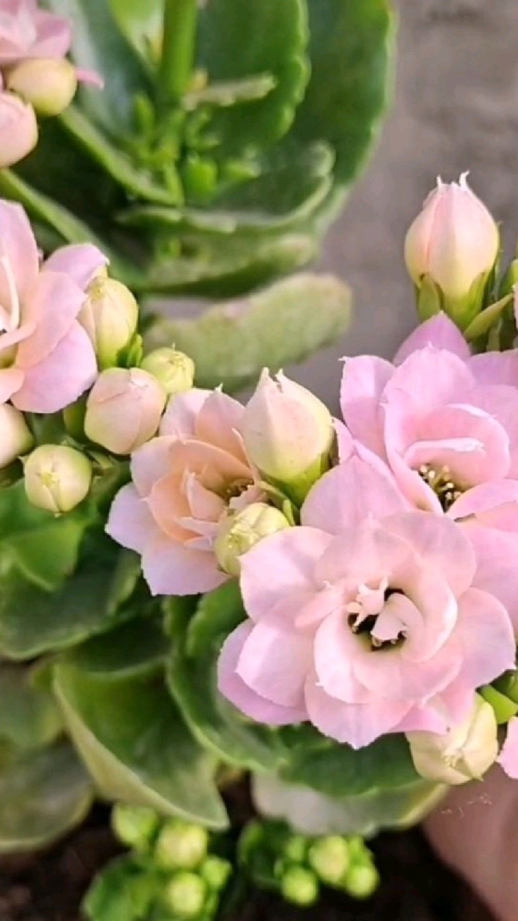 长寿花"奶油"花如其名～满满的少女感～花开呈:粉～白红～奶黄～每个