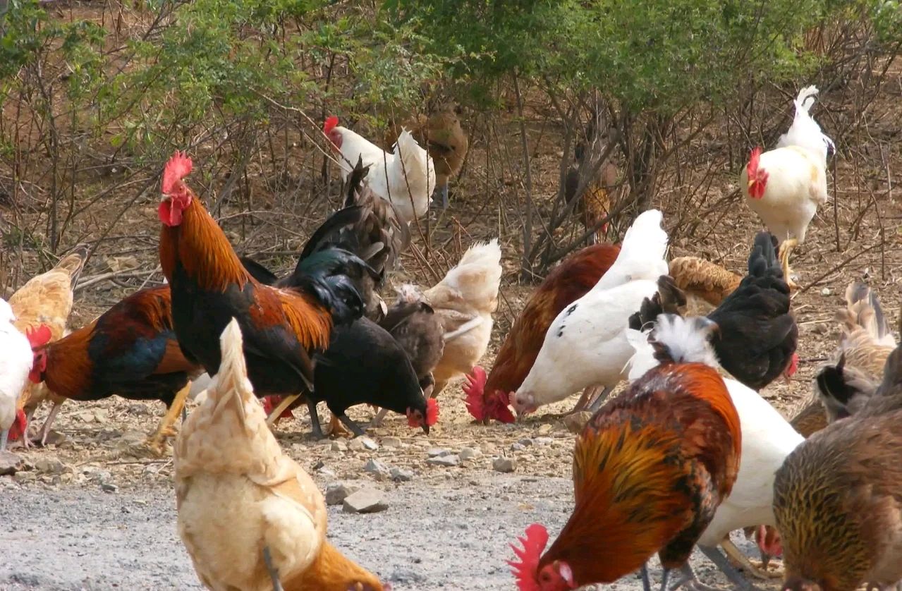 老吴的第二次春天