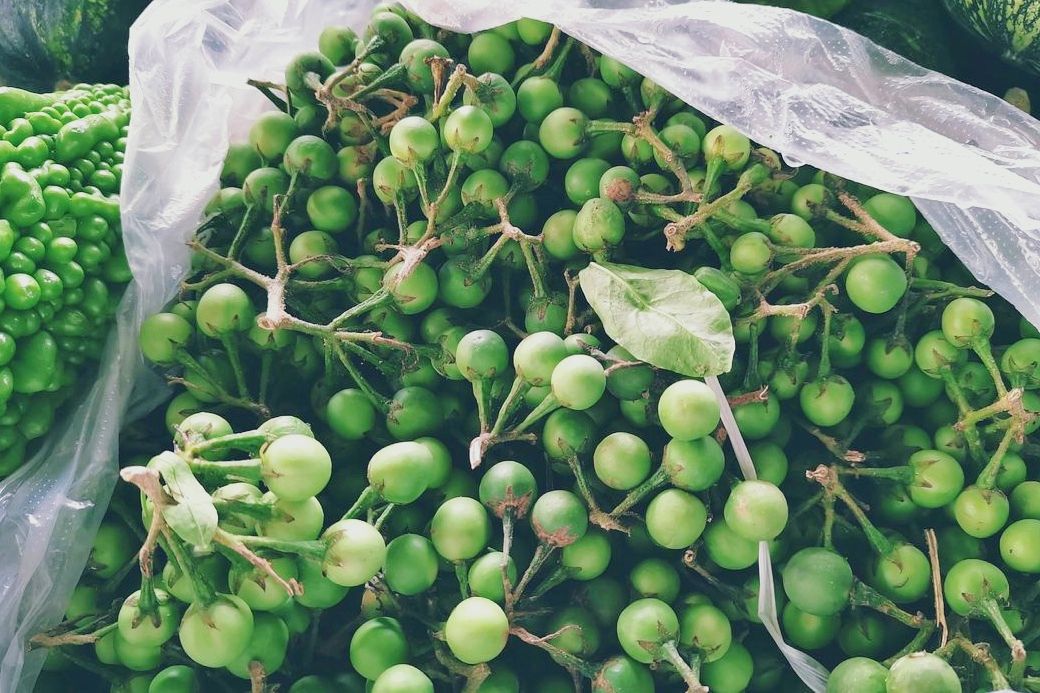 水茄是一种什么样的植物?