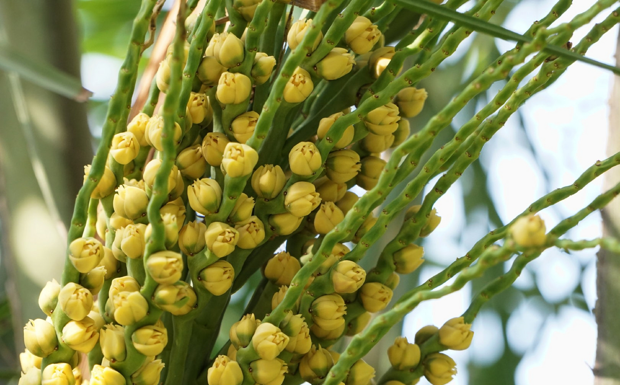 毛西雅椰子 syagrus coronata, 棕榈科女王椰子属.